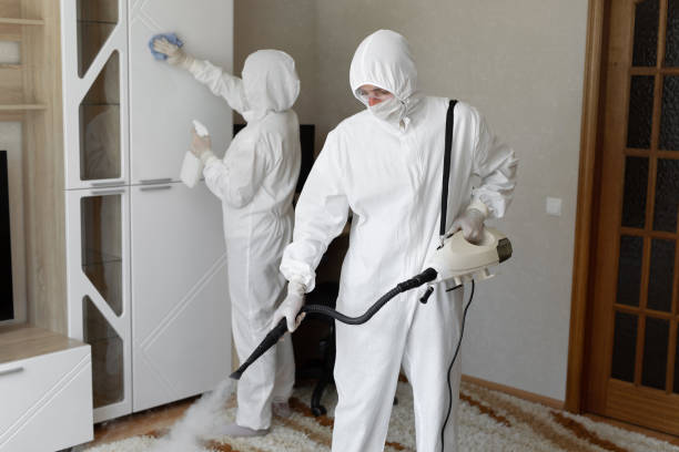 Best Mold Removal Process  in USA